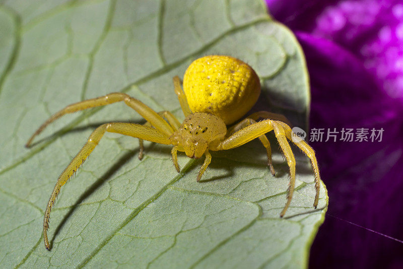 黄花蟹蛛(Misumena vatia)